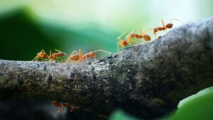Read more about the article Ciekawostki o mrówkach – te informacje mogą cię zaskoczyć