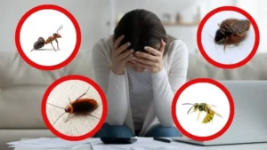 Read more about the article Jakie owady szkodniki mogą pojawić się w domu? Jak się ich pozbyć?
